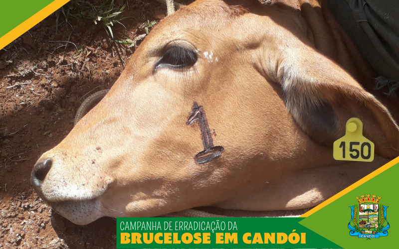 Campanha de erradicação da Brucelose em Candói.